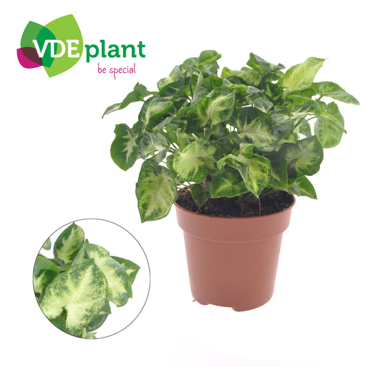 Syngonium Pixie 20cm 12cm Pot