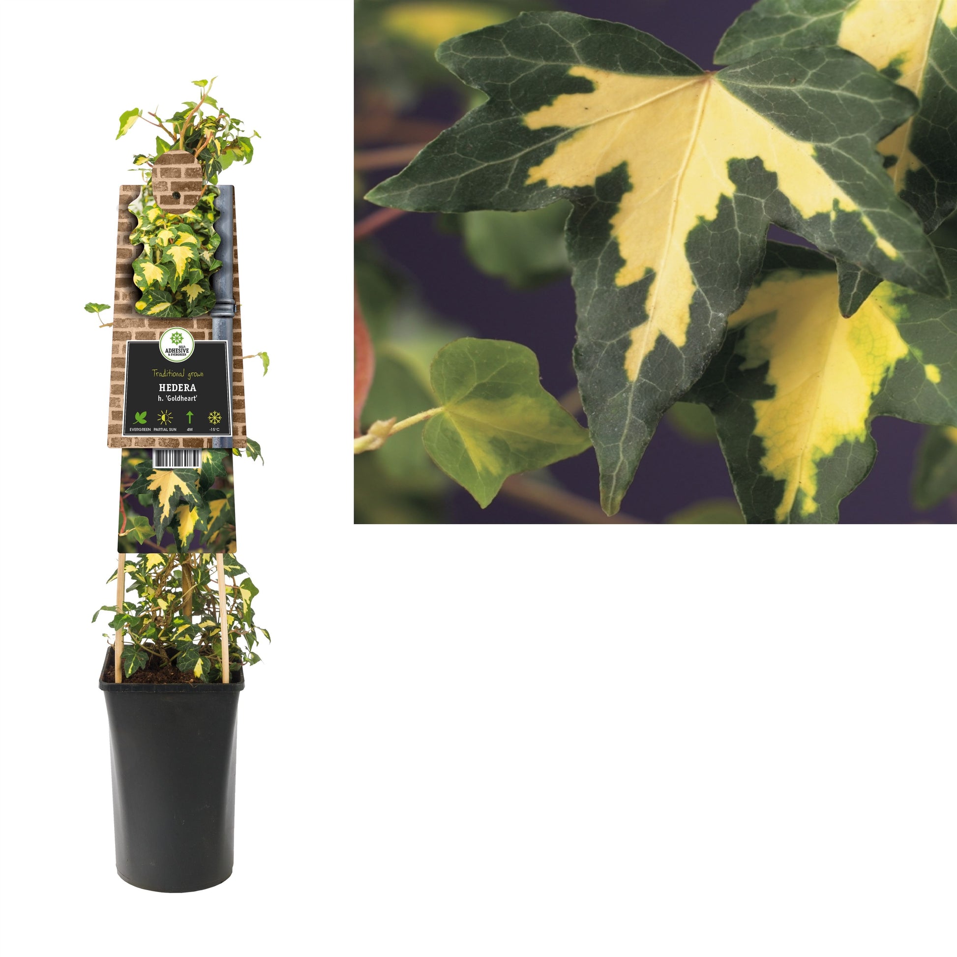 Hedera hel. Goldheart 17cm Pot