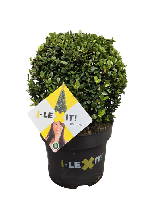 Ilex crenata Dark Green ball 40cm 23cm Pot