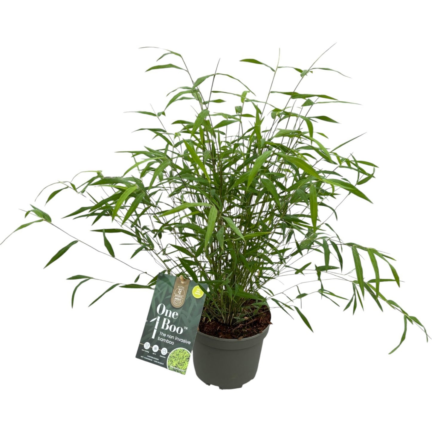 Fargesia angustissima 40cm 17cm Pot