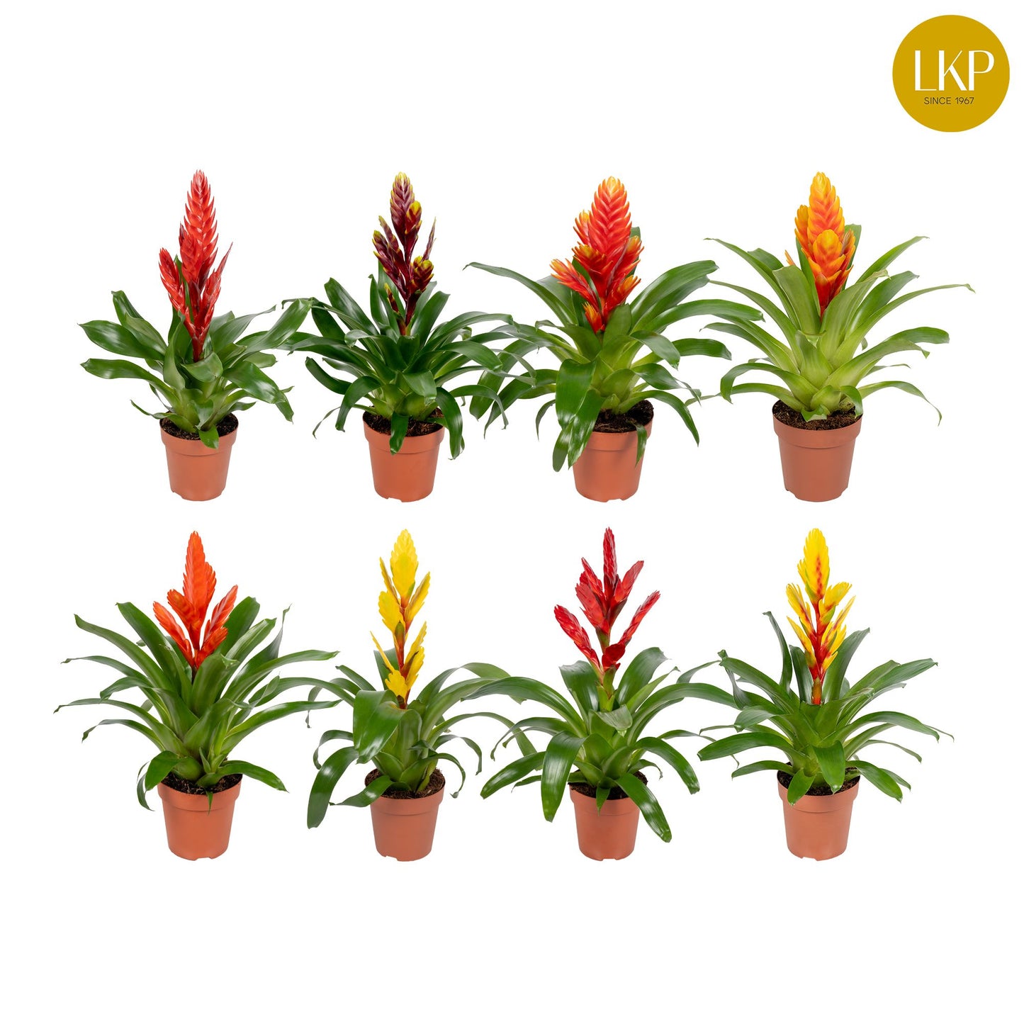Vriesea mix 45cm 12cm Pot