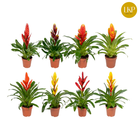 Vriesea mix 45cm 12cm Pot