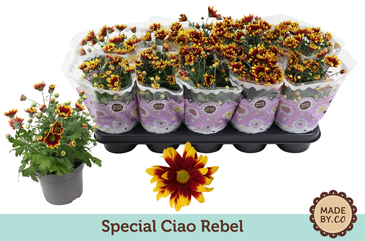 Chrysanthemum Ciao Rebel 25cm 12cm Pot