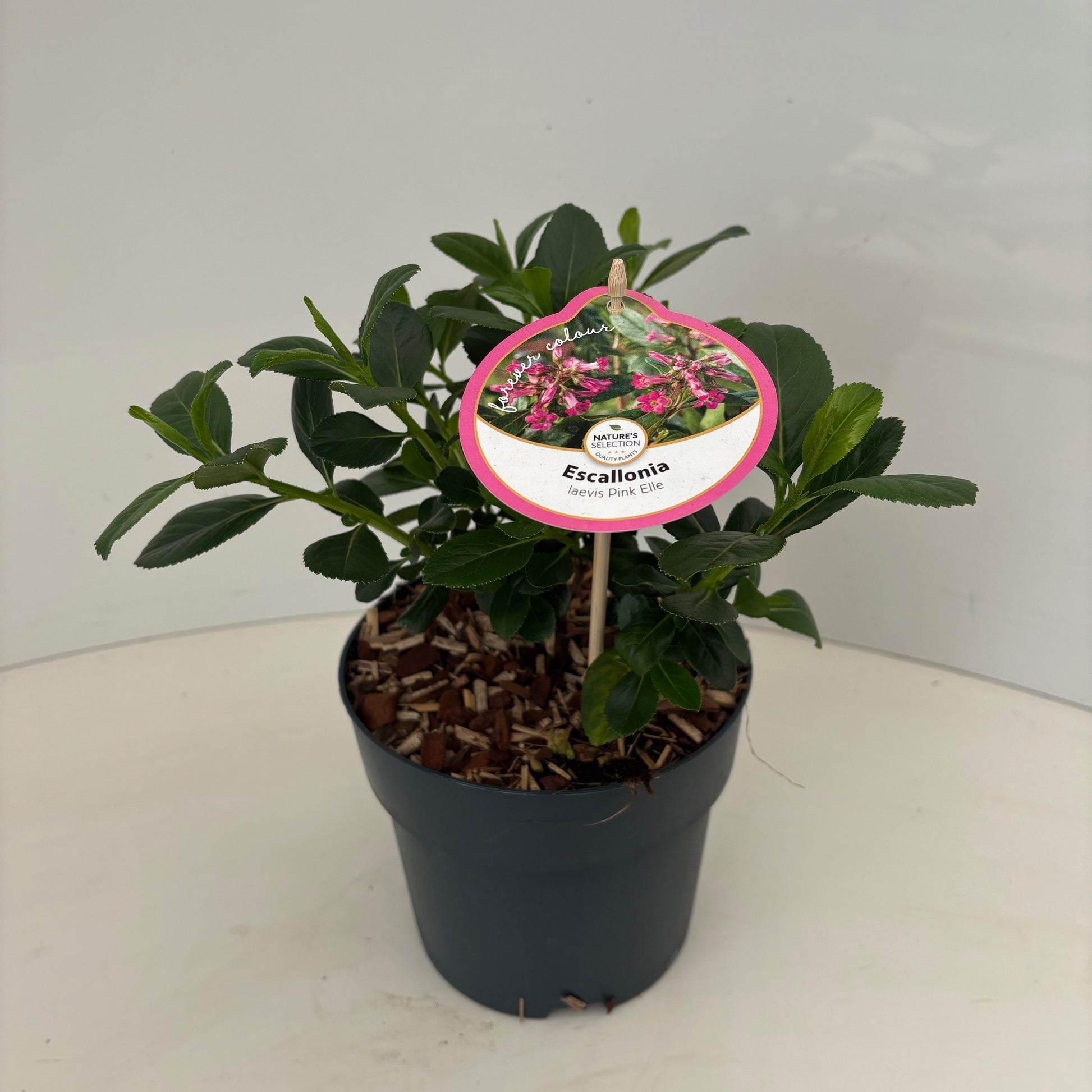 Escallonia leavis Pink Elle 50cm 17cm Pot