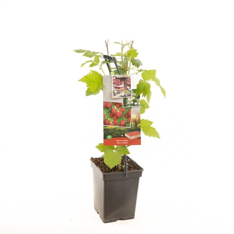 Rubus idaeus (Raspberry) 65cm 18cm Pot