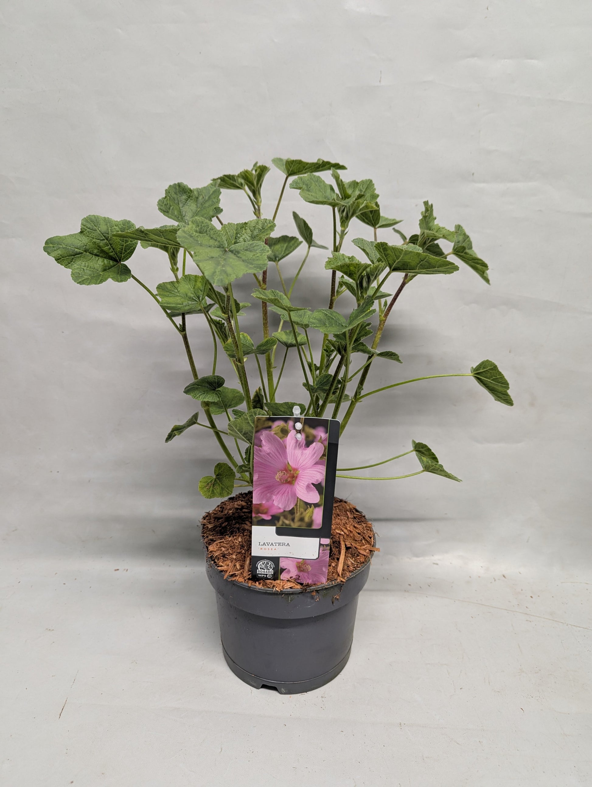 Lavatera rosea 50cm 17cm Pot