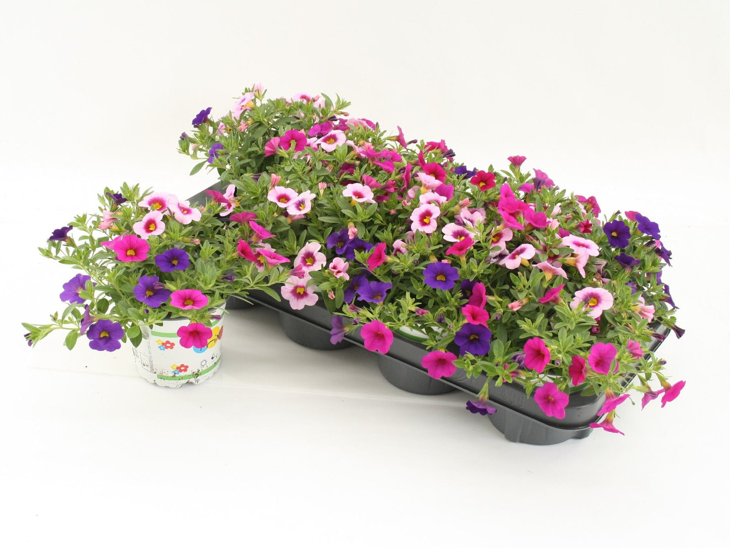 Calibrachoa Confetti Hawaiian Flamingo 20cm 12cm Pot