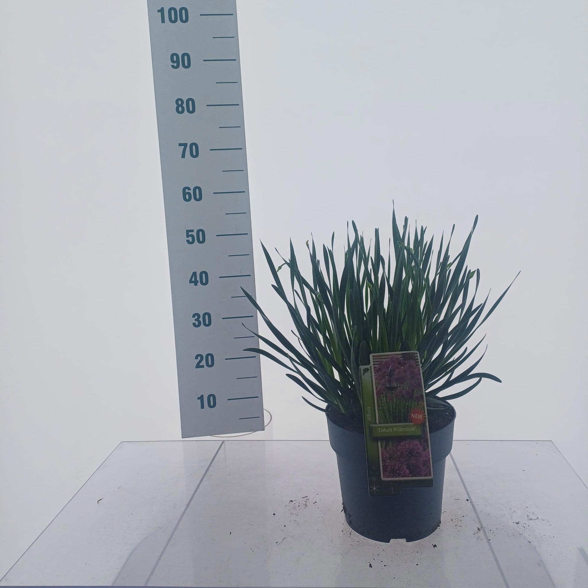 Allium Ivory Queen 45cm 23cm Pot