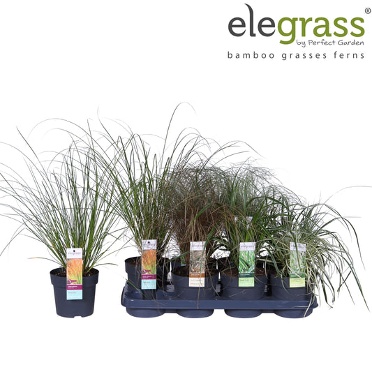 Carex mix 40cm 14cm Pot