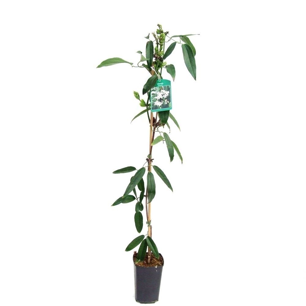 Clematis armandii 80cm 14cm Pot
