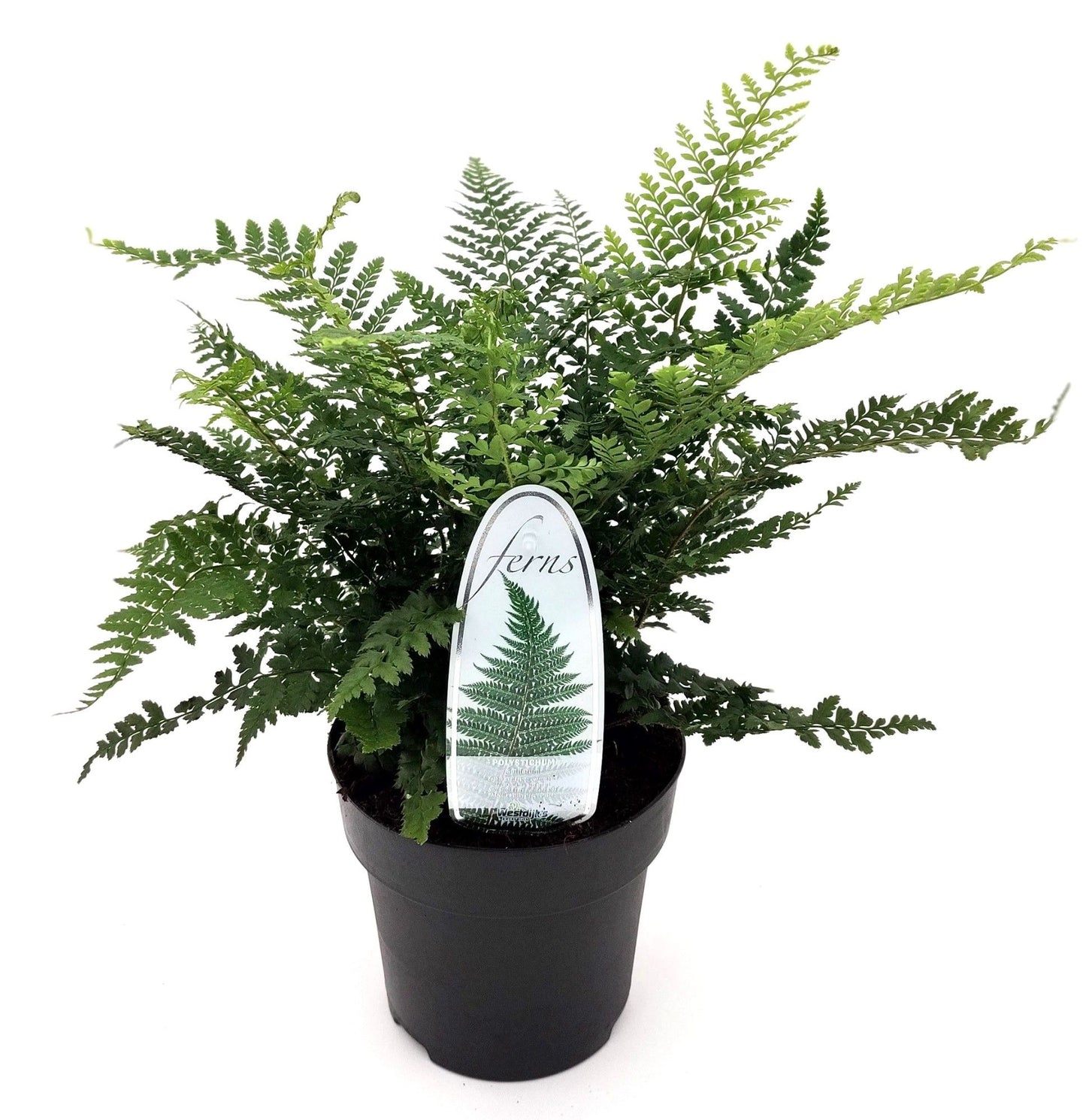 Polystichum setiferum 15cm 15cm Pot