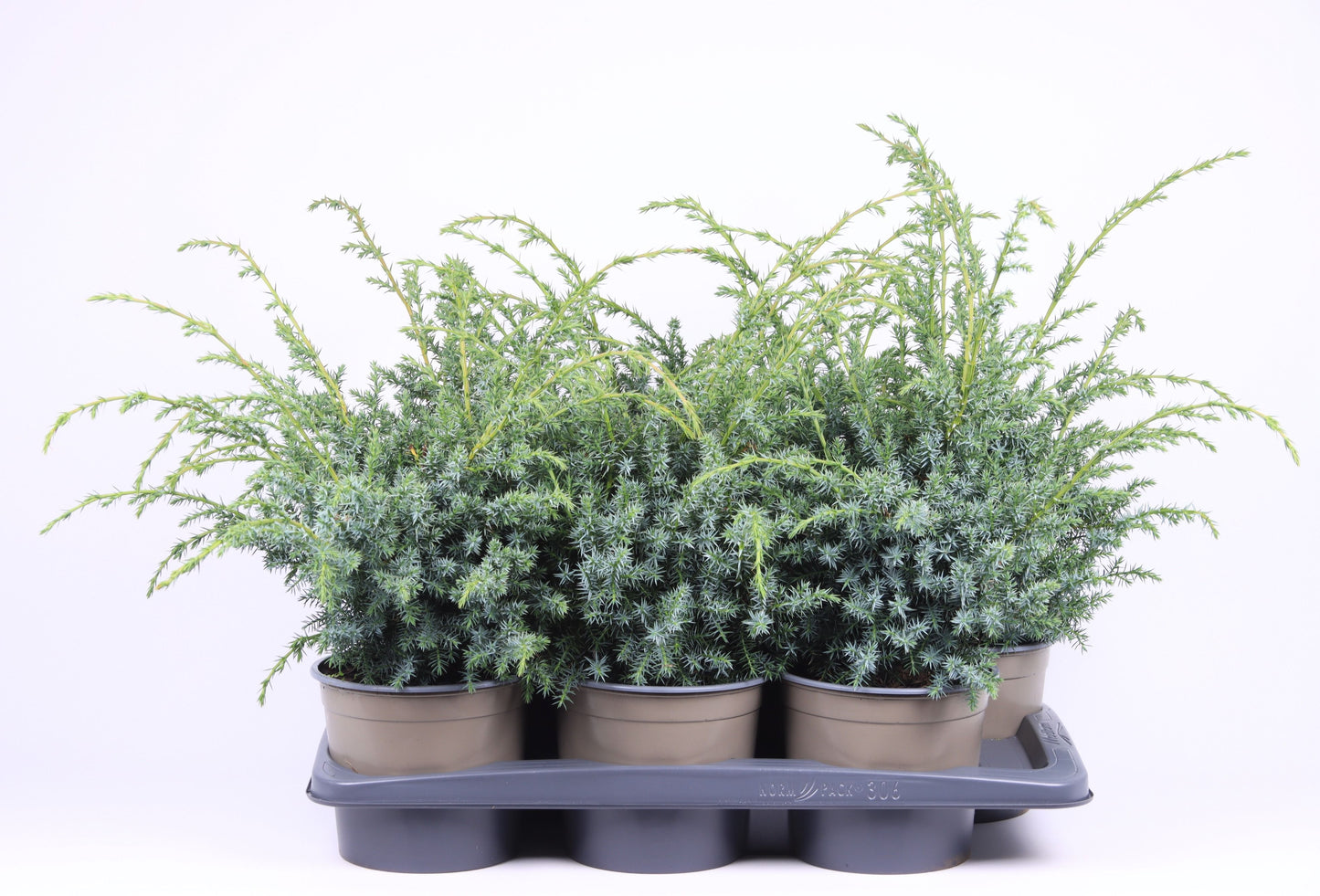Juniperus chin. Blue Alps 50cm 17cm Pot