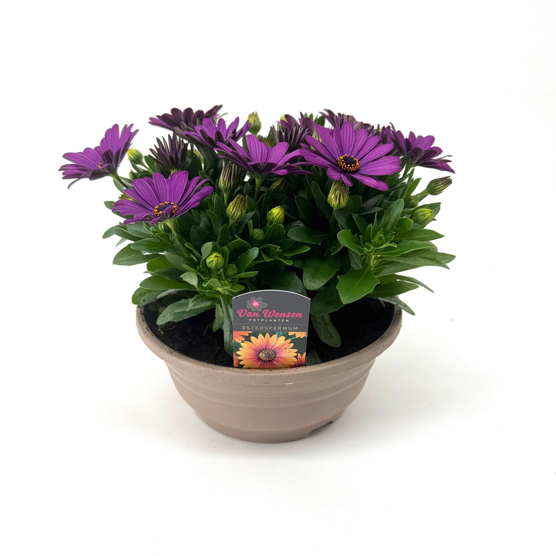 Osteospermum Margarita Cool Purple 24cm 21cm Pot