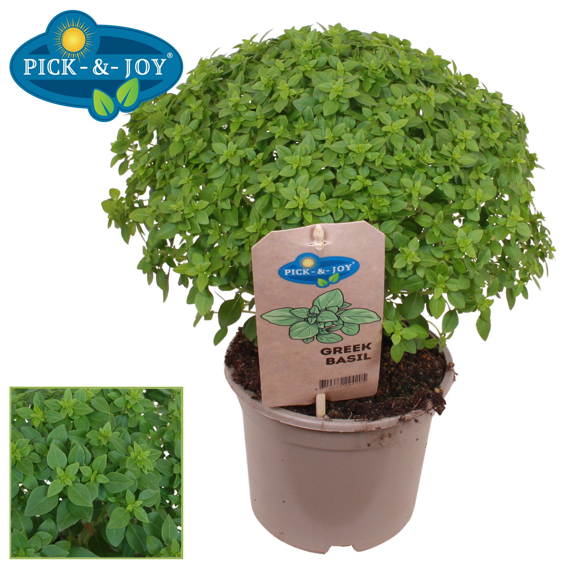 PICK&JOY Basil 30cm 14cm Pot
