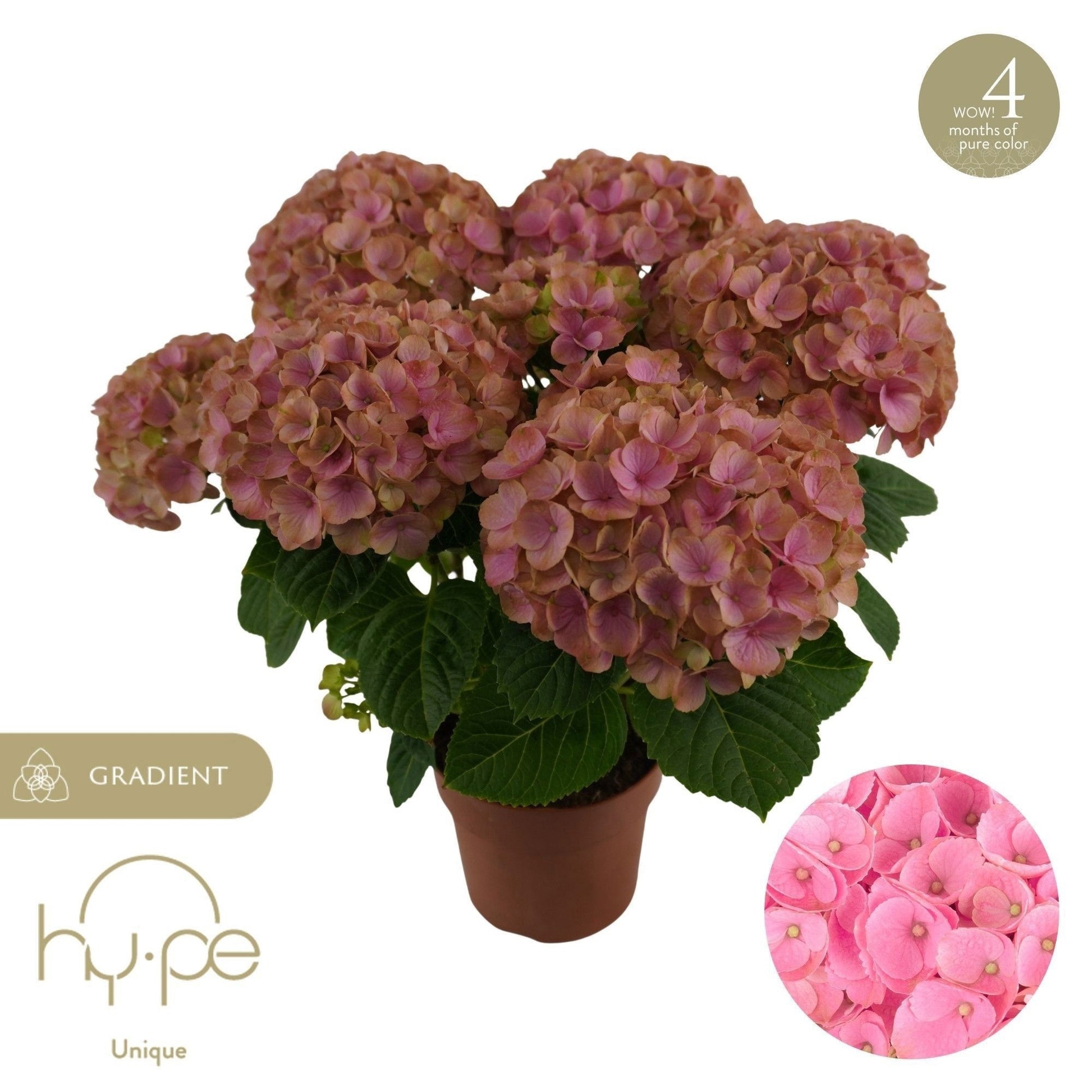 Hydrangea macr. Hi Island pink 40cm 14cm Pot