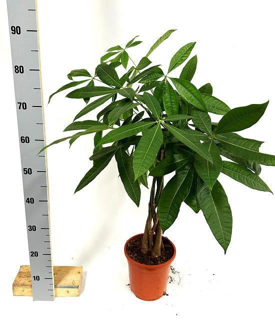 Pachira aquatica 90cm 19cm Pot