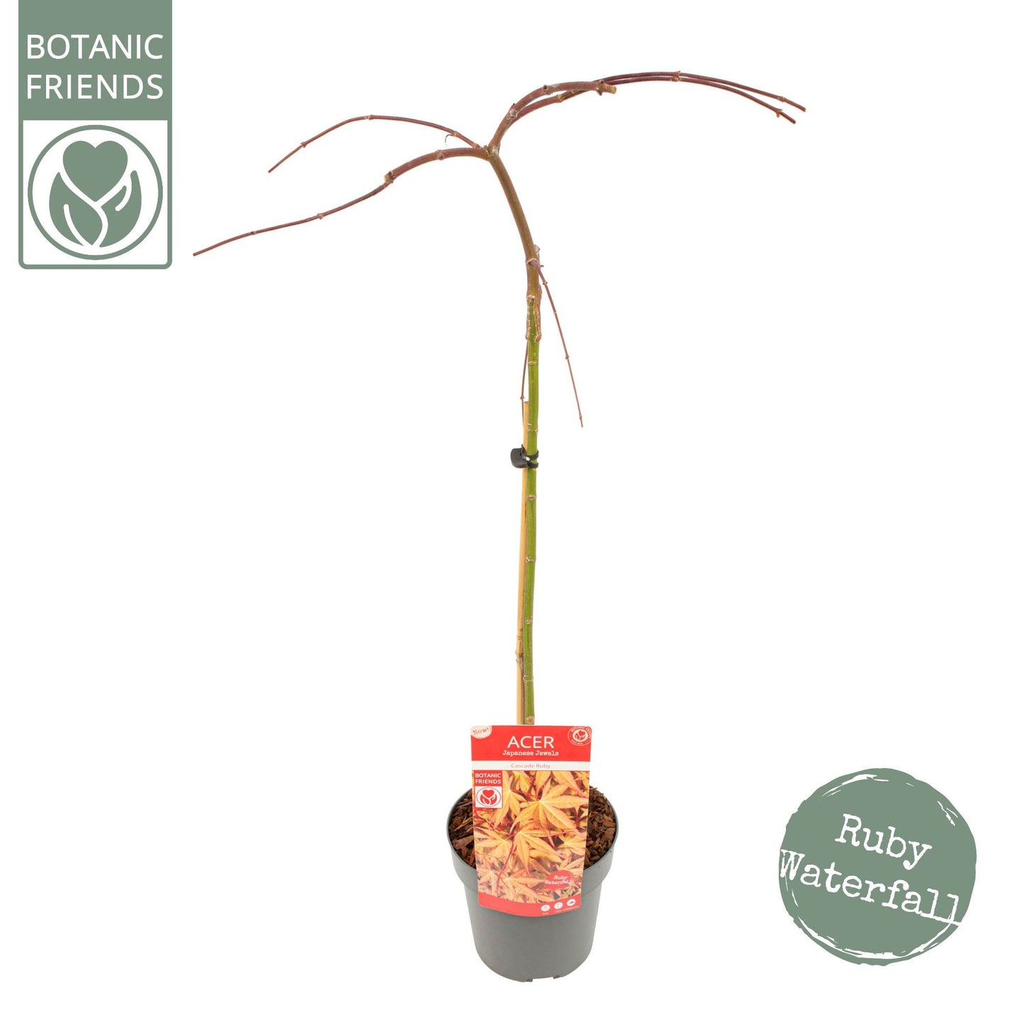 Acer palm. Cascade Ruby 80cm 19cm Pot