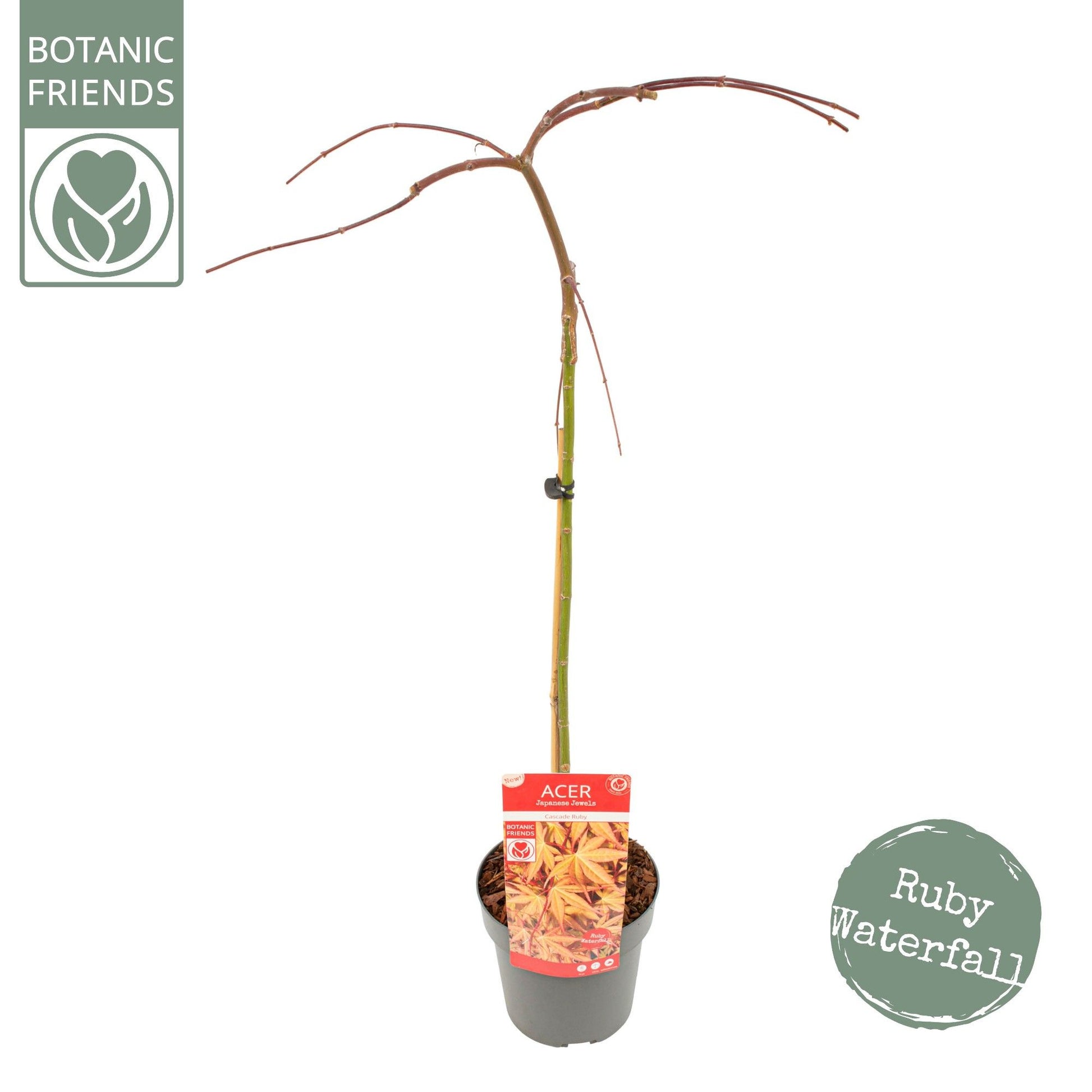 Acer palm. Cascade Ruby 80cm 19cm Pot