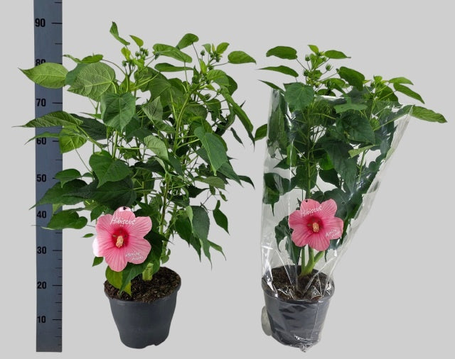 Hibiscus mos. Extreme Hot Pink 85cm 23cm Pot