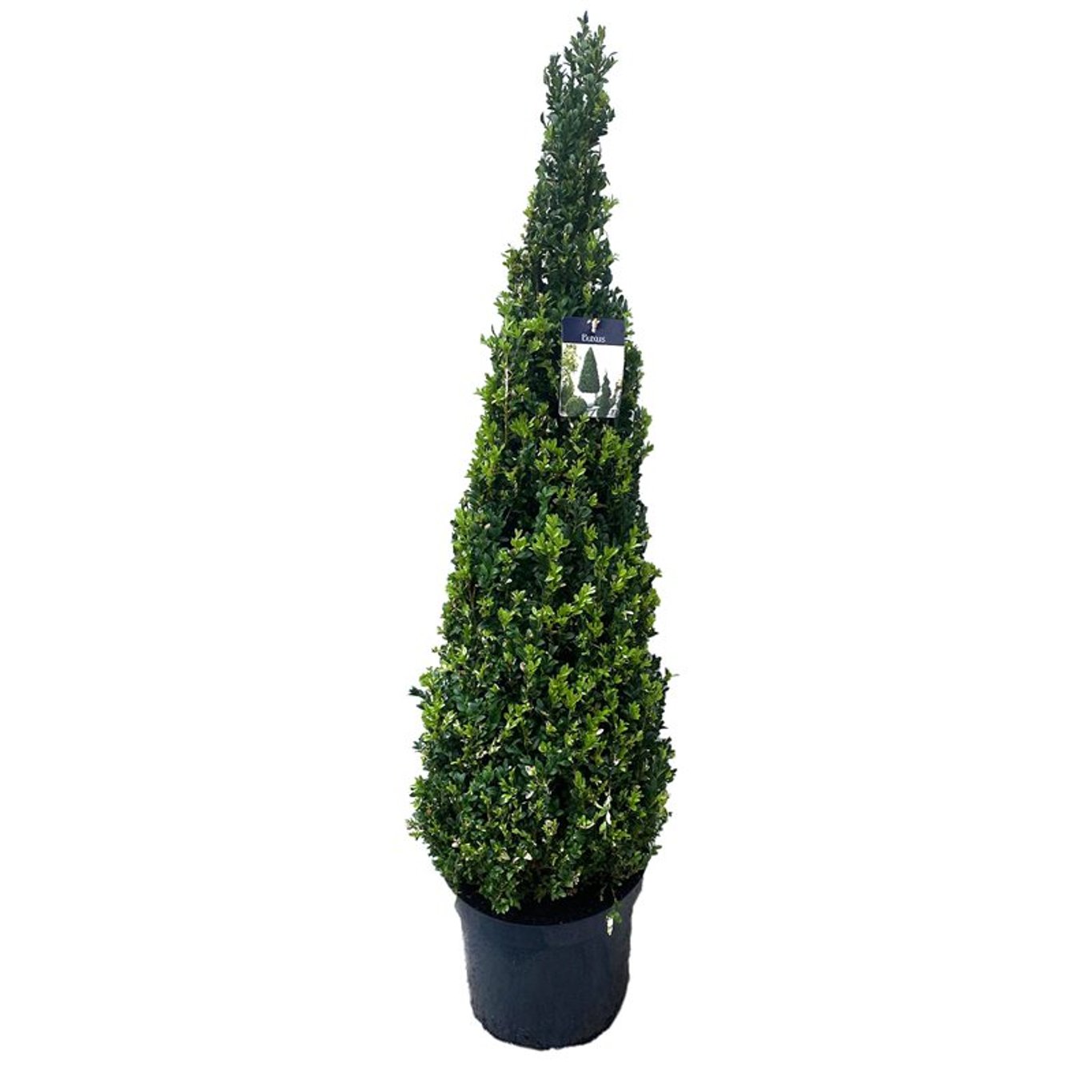 Buxus sempervirens ball 130cm 30cm Pot