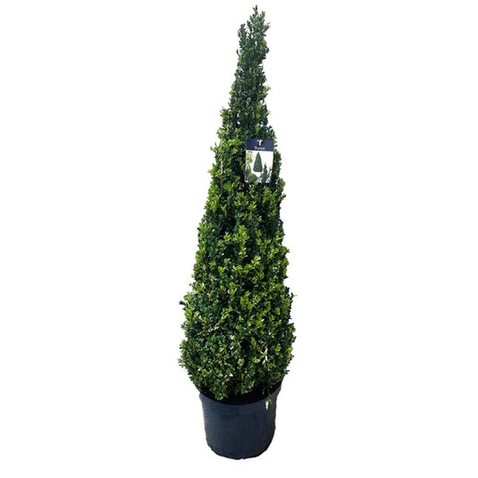 Buxus sempervirens ball 130cm 30cm Pot
