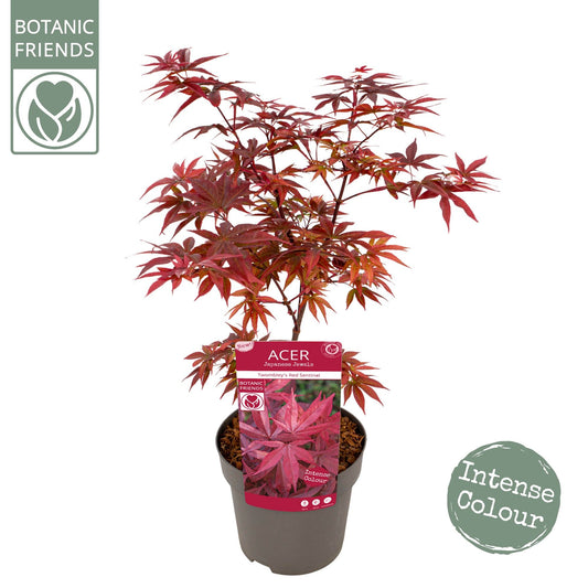 Acer Twombly's Red Sentinel 65cm 19cm Pot