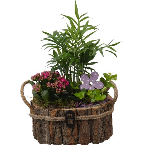PTIB5257 Arrangementen kamerplanten 35cm 22cm Pot