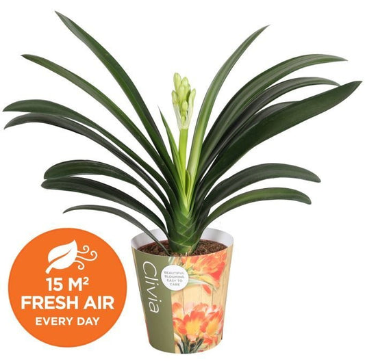 Clivia miniata potcover 50cm 13cm Pot