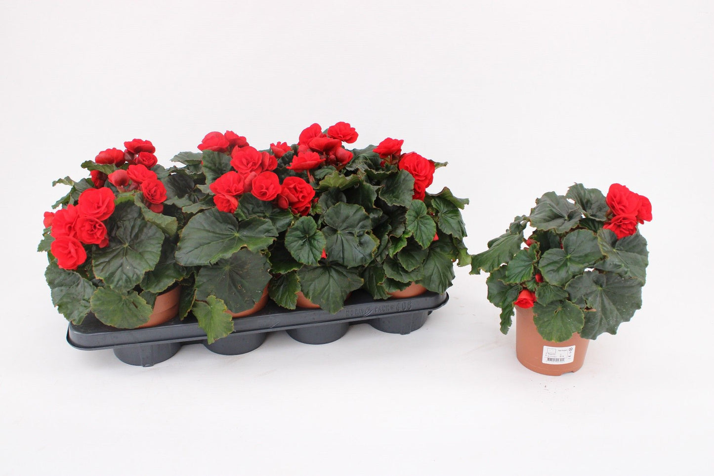 Begonia Big Red With Green Leaf 25cm 13cm Pot