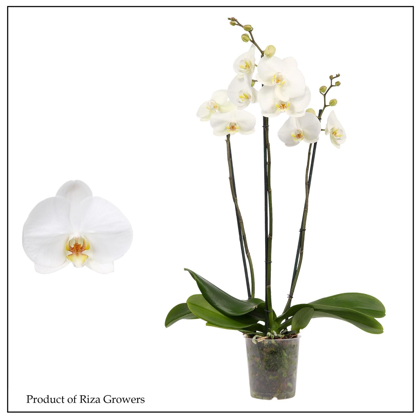 Phalaenopsis white 70cm 12cm Pot