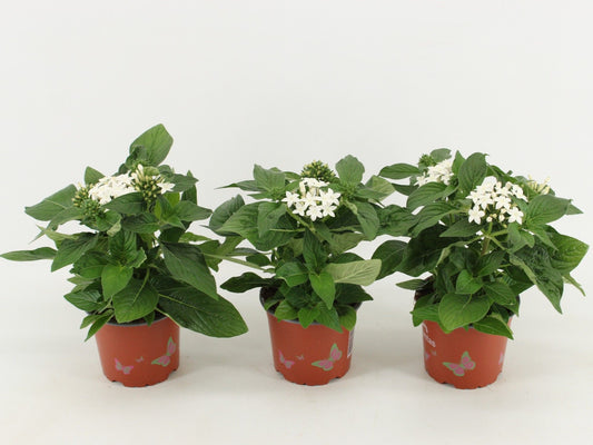Pentas Graffiti White 30cm 12cm Pot