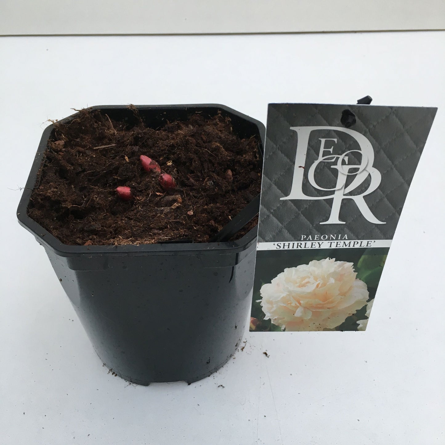 Paeonia lact. Shirley Temple 5cm 17cm Pot