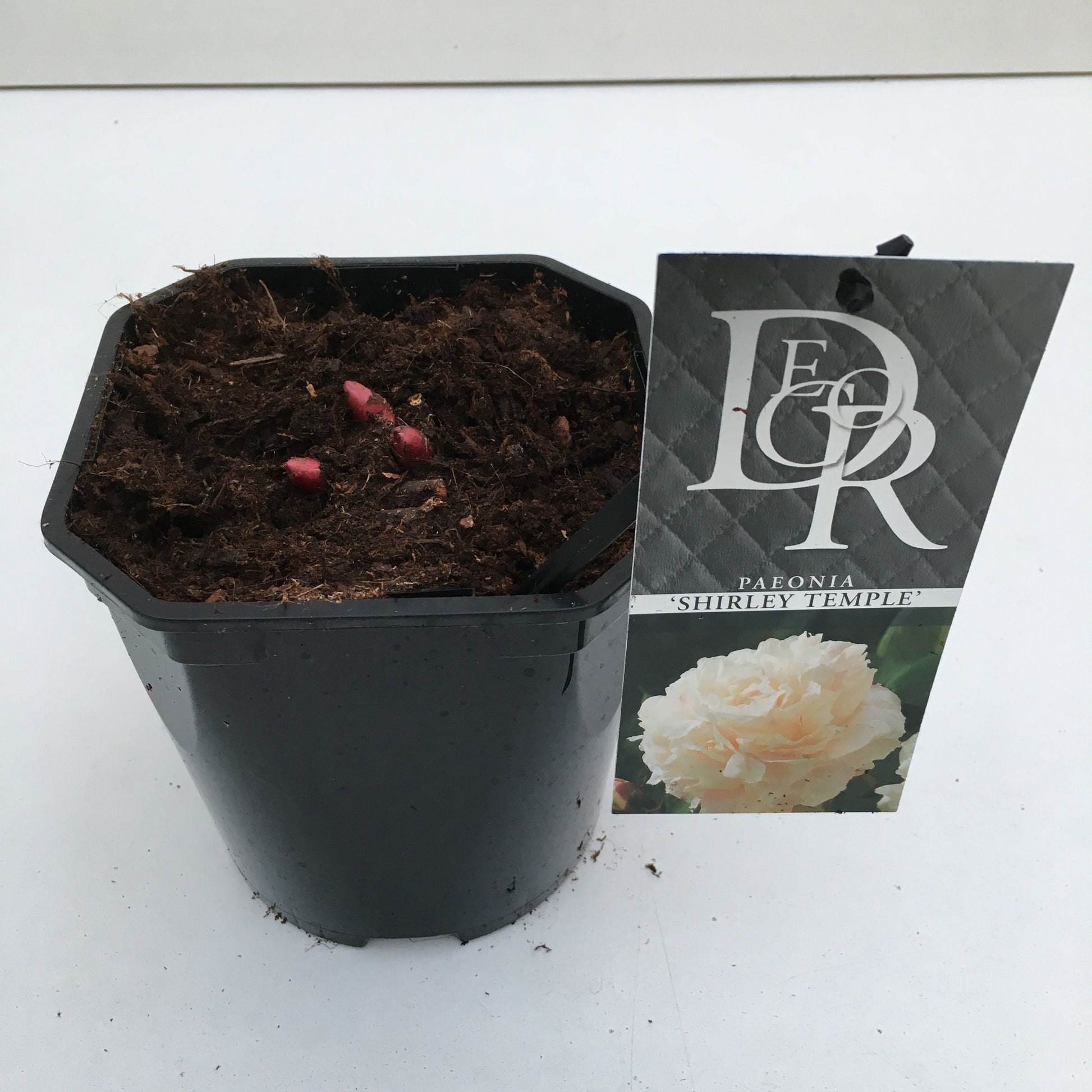 Paeonia lact. Shirley Temple 5cm 17cm Pot