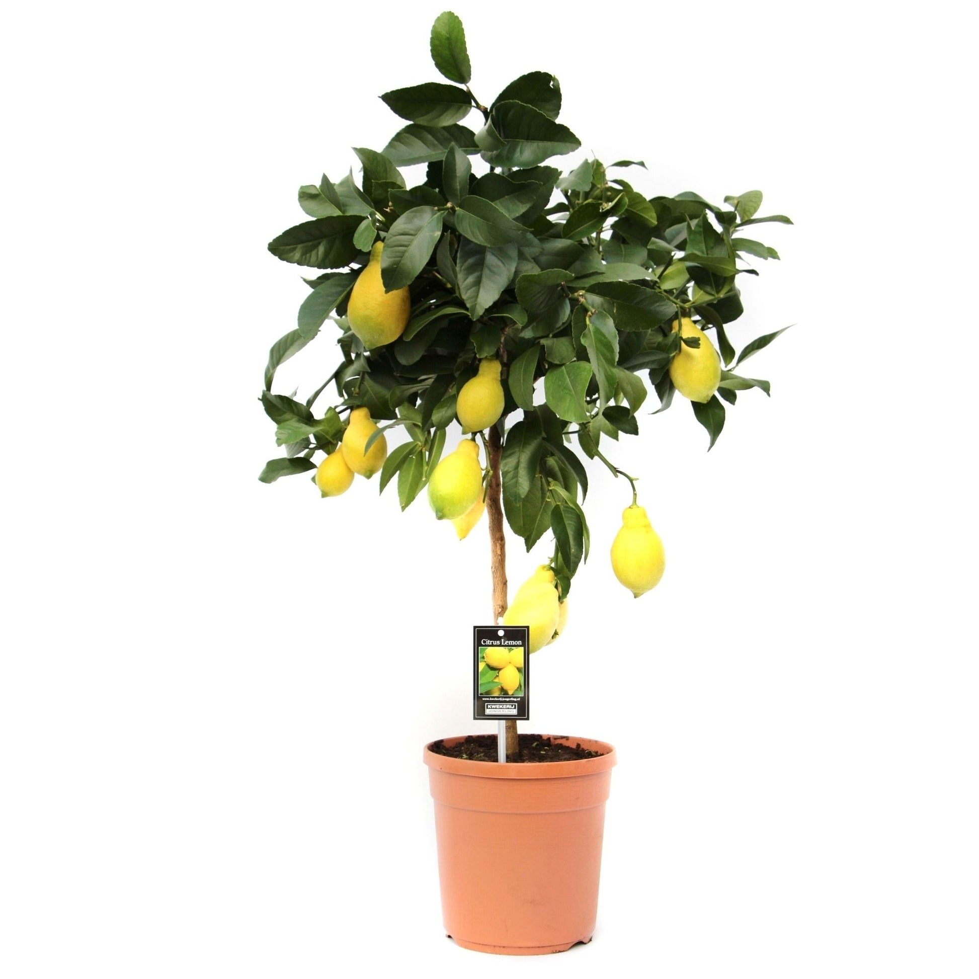 Citrus Lemon 80cm 22cm Pot