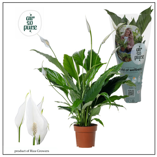 Spathiphyllum Sweet Chico 55cm 13cm Pot