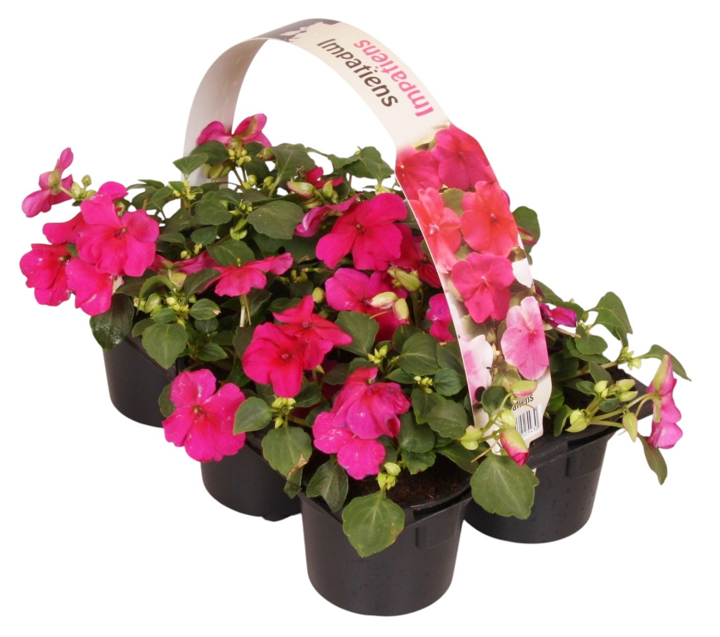 Impatiens wal. purple 15cm 9cm Pot