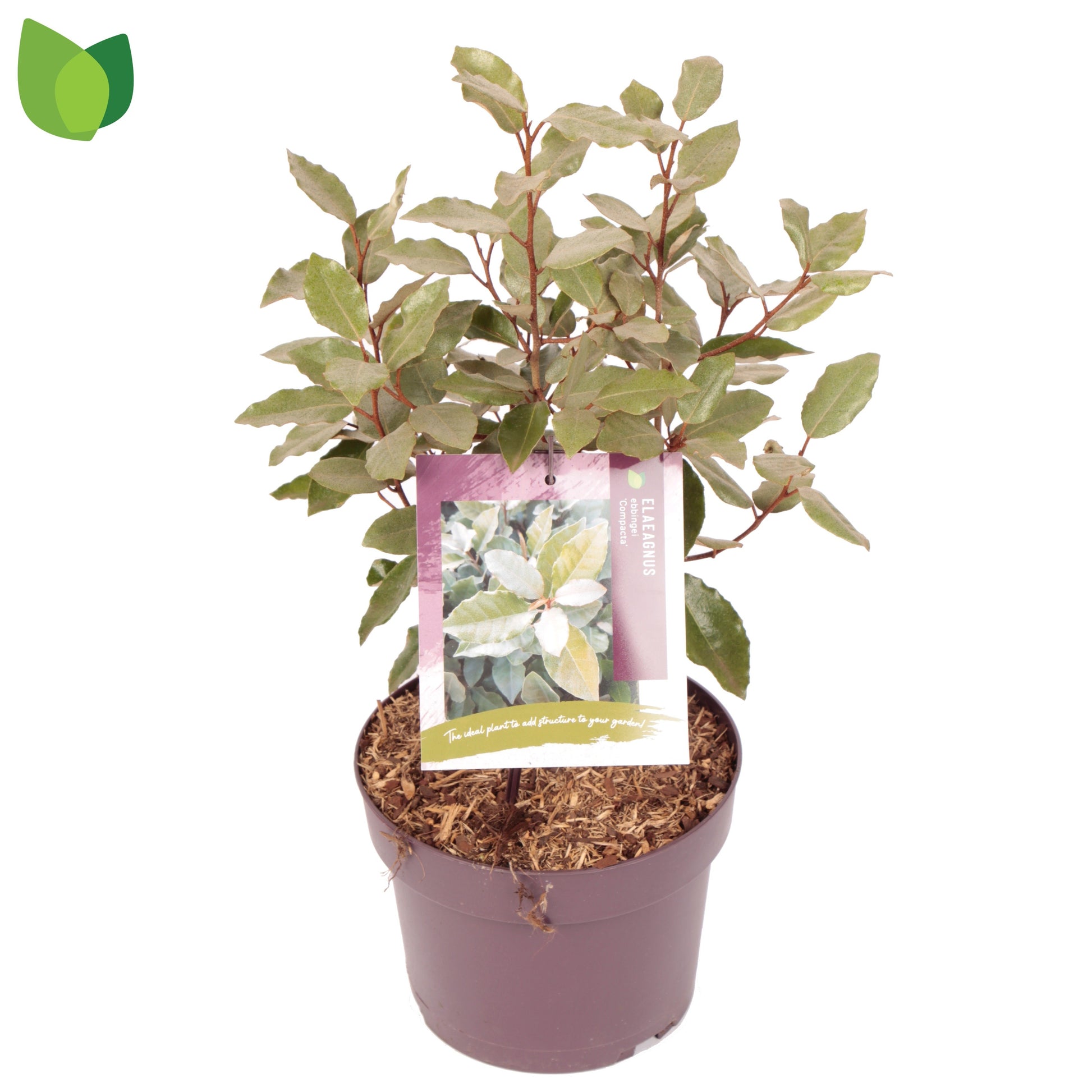 Elaeagnus ebbingei 45cm 19cm Pot