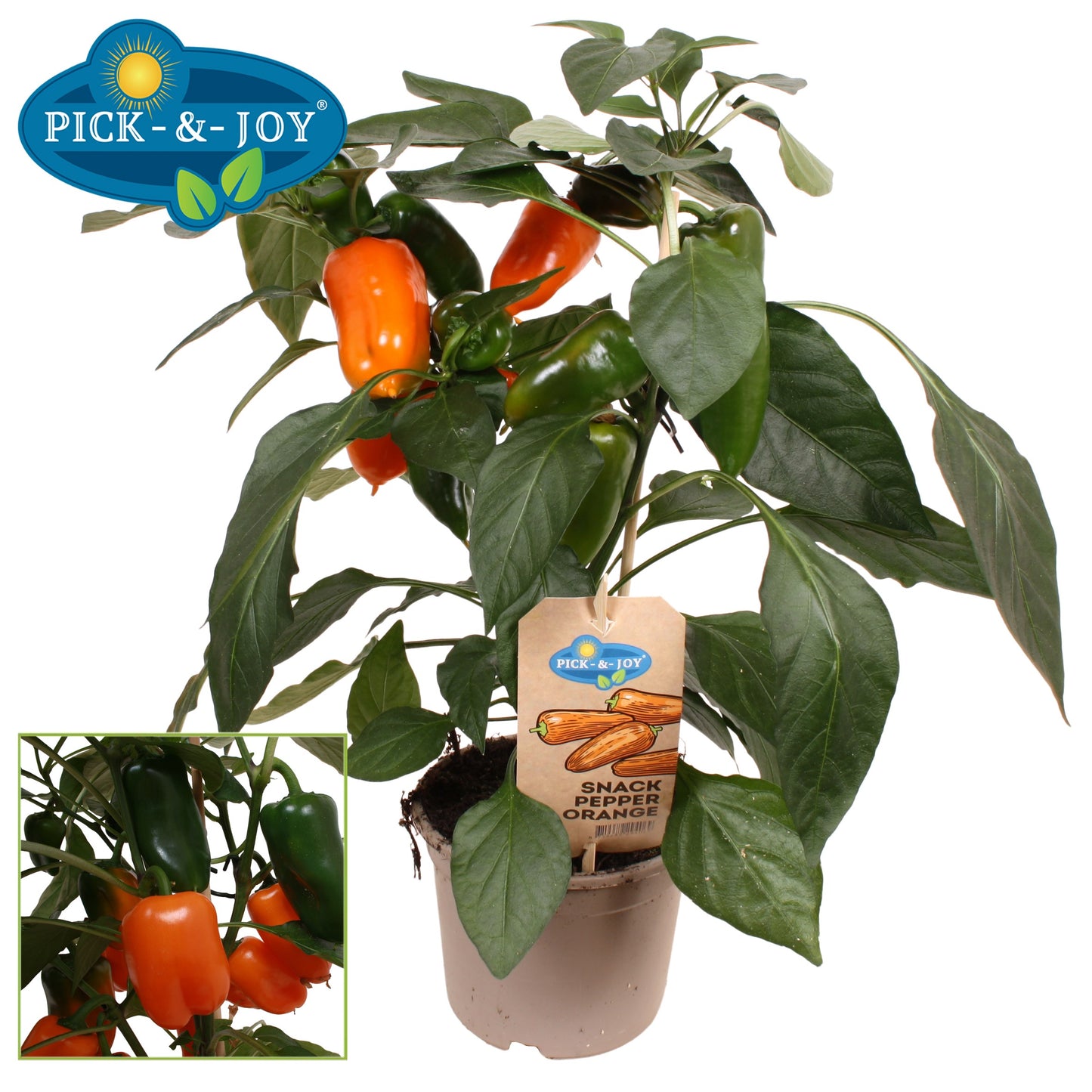 PICK&JOY Snack Pepper orange 45cm 14cm Pot