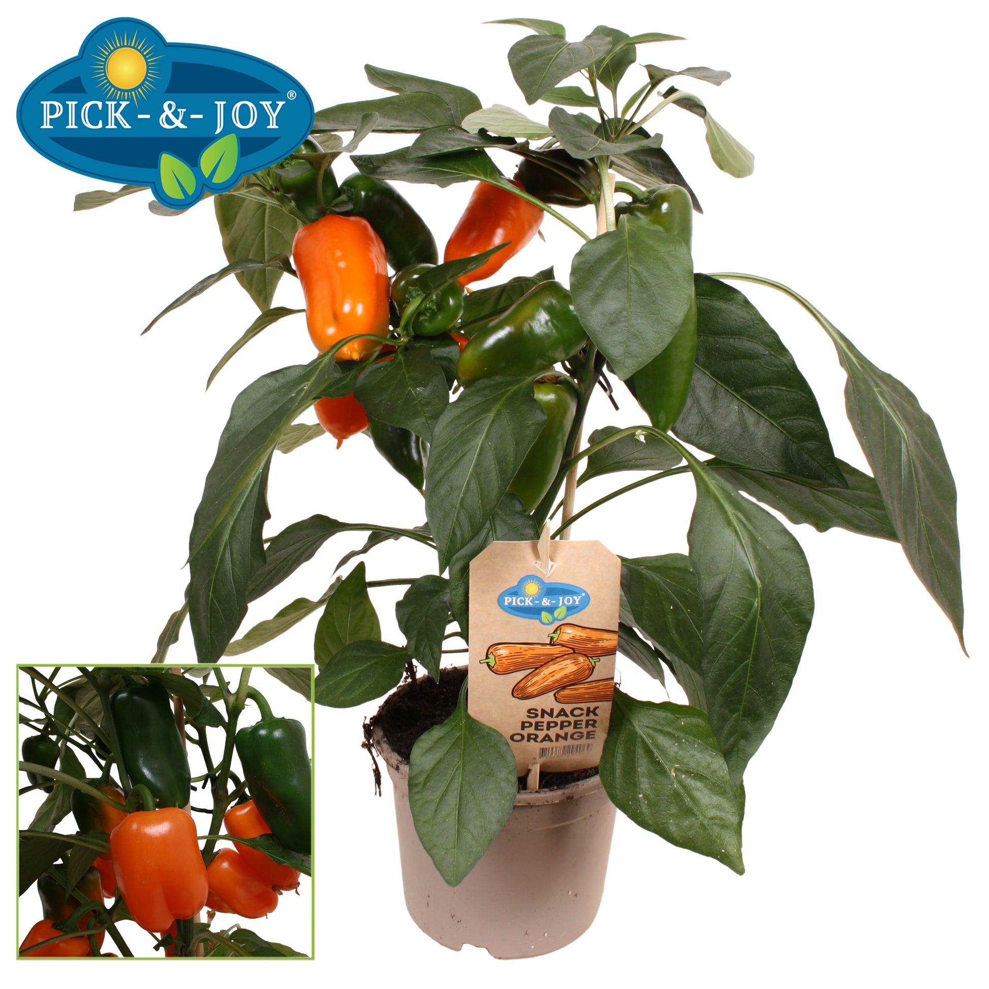 PICK&JOY Snack Pepper orange 45cm 14cm Pot