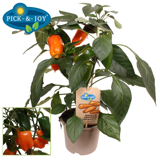 PICK&JOY Snack Pepper orange 45cm 14cm Pot