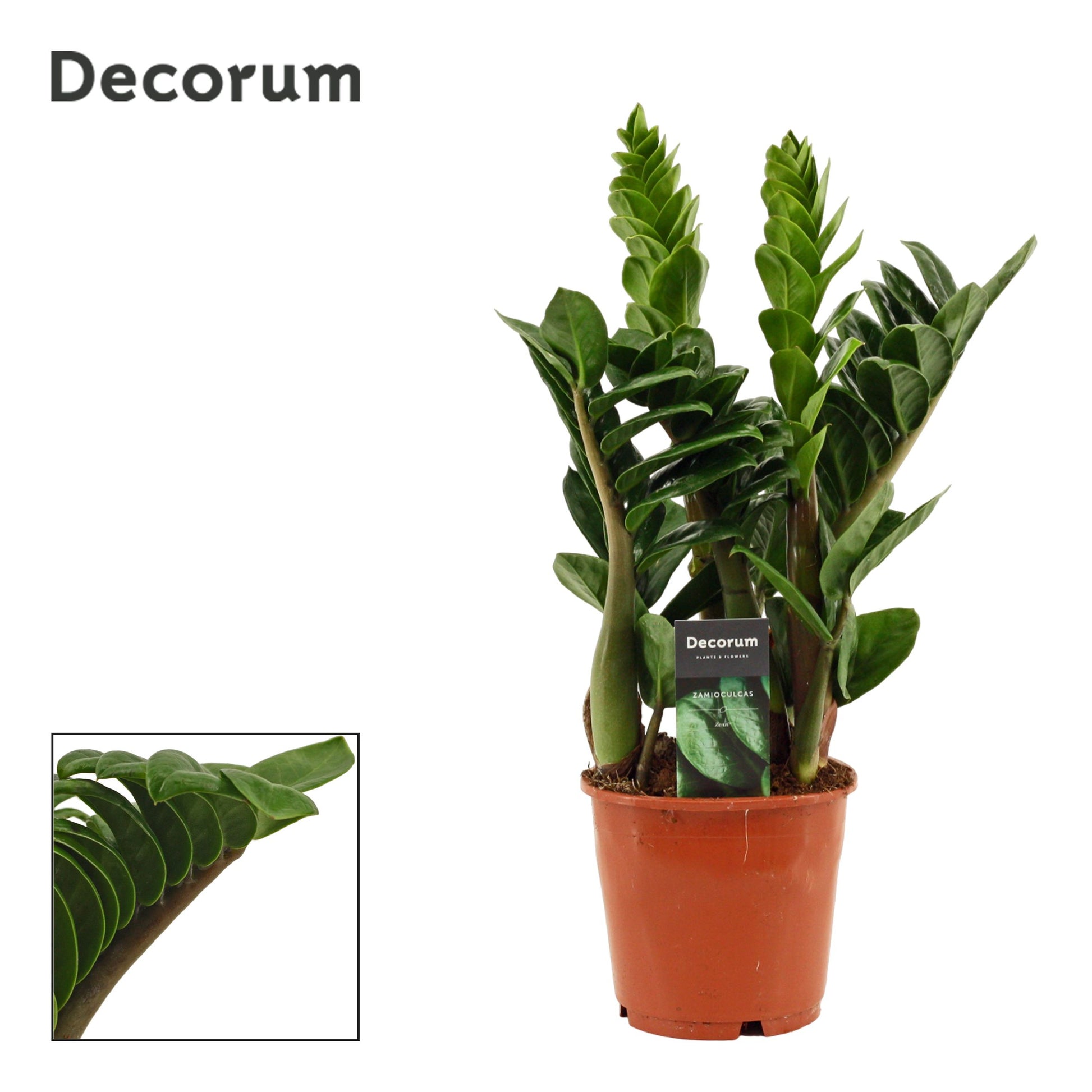 Zamioculcas Zenzi 40cm 14cm Pot
