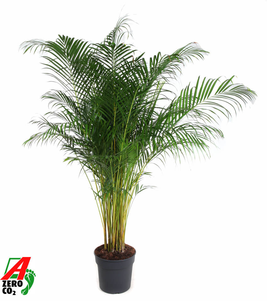 Dypsis lutescens 210cm 34cm Pot