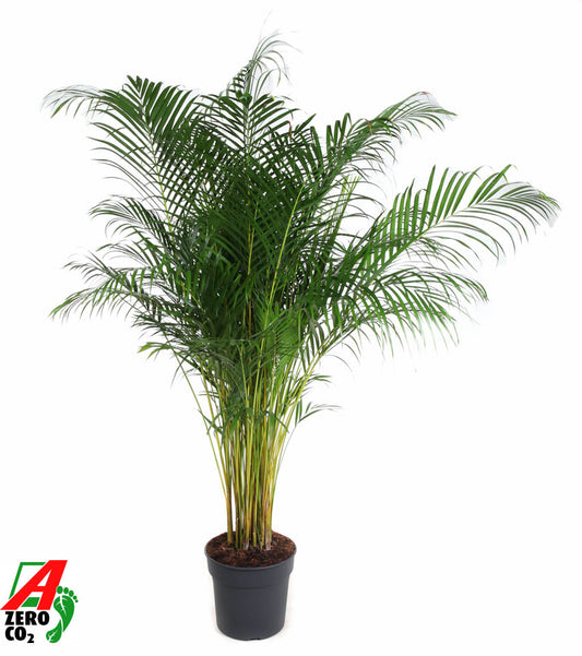 Dypsis lutescens 210cm 34cm Pot
