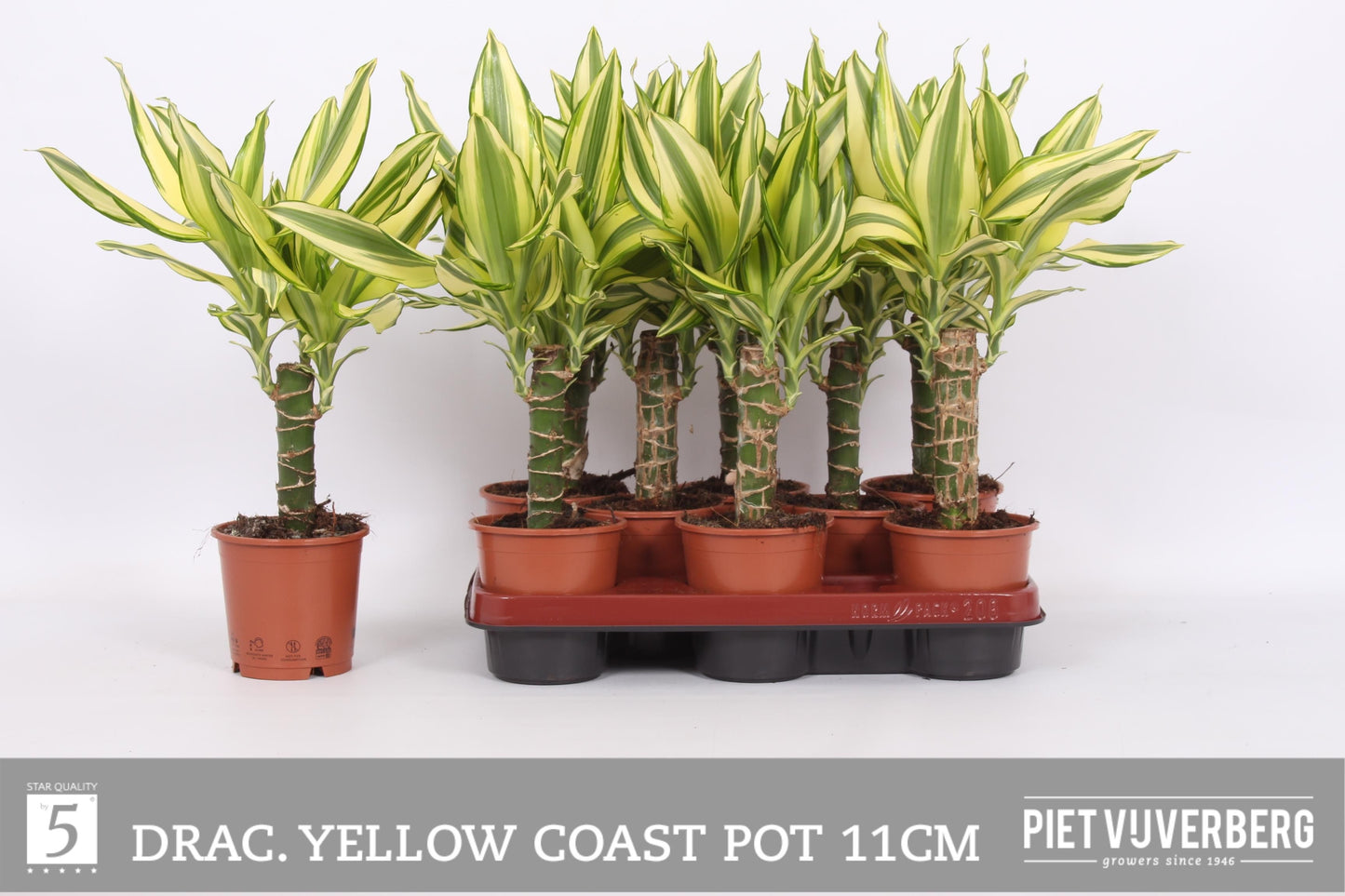 Dracaena fragrans Yellow Coast 45cm 11cm Pot