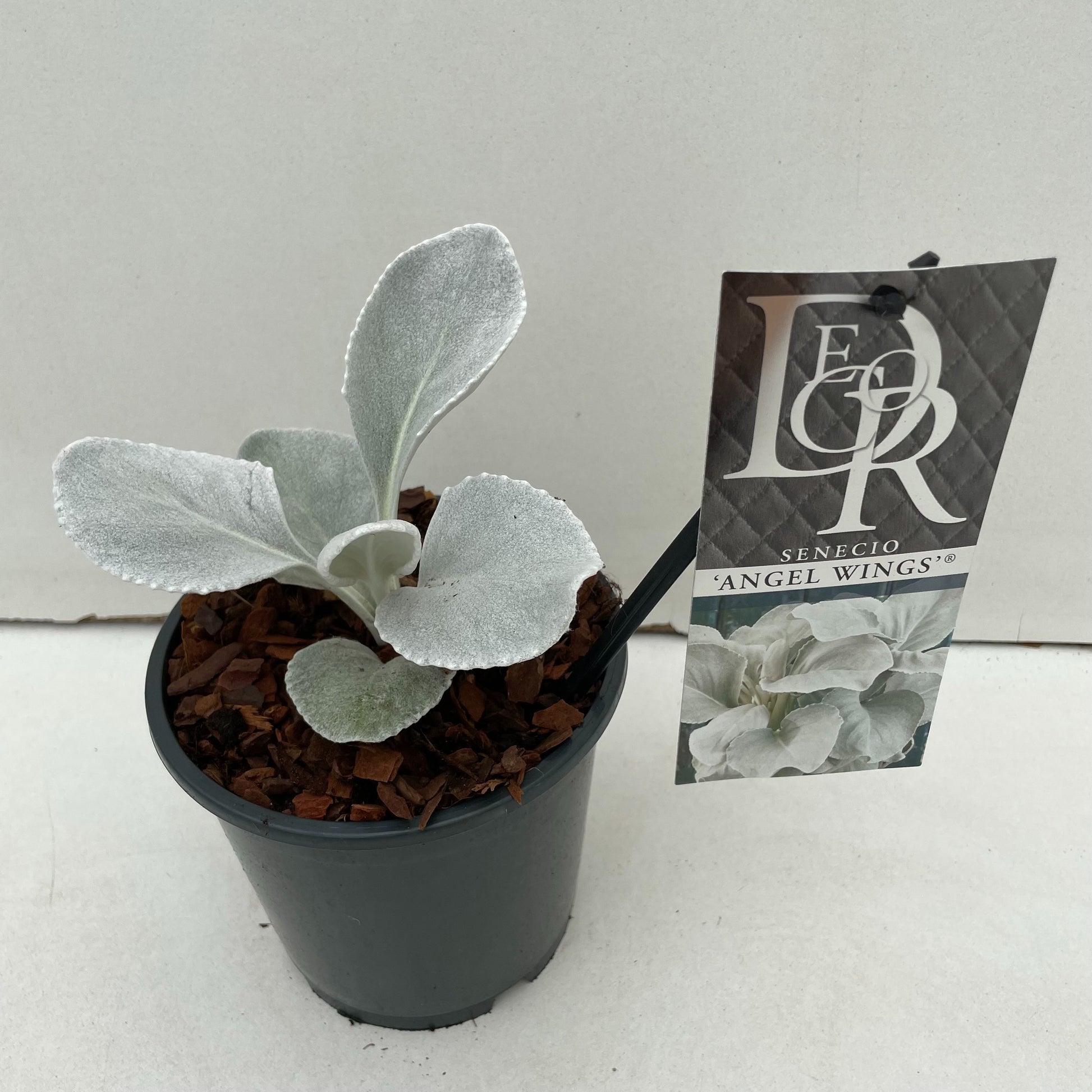 Senecio Angel Wings 25cm 13cm Pot