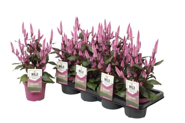 Celosia Wild Pink 42cm 14cm Pot