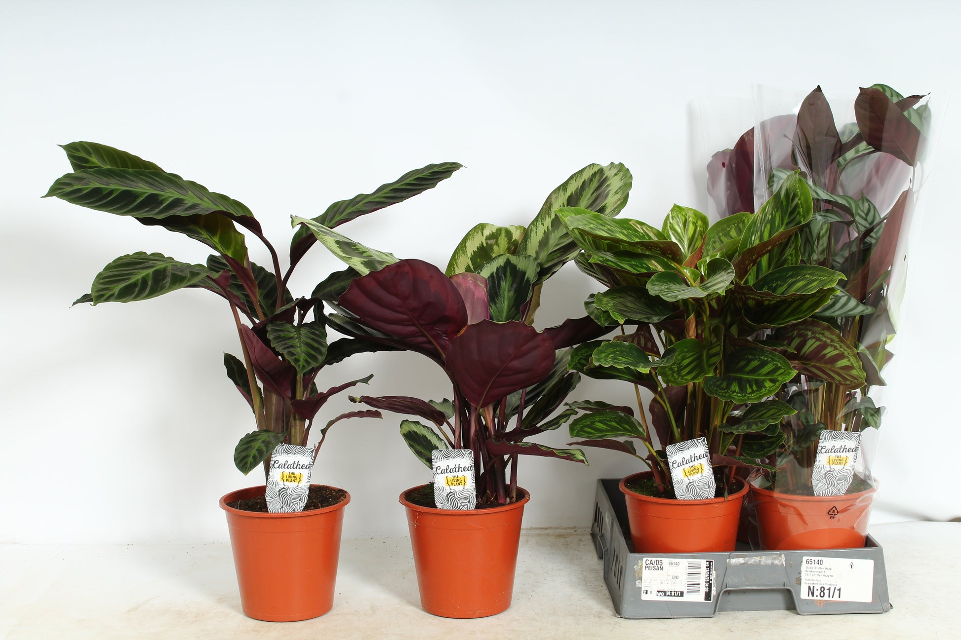 Calathea mix 65cm 19cm Pot