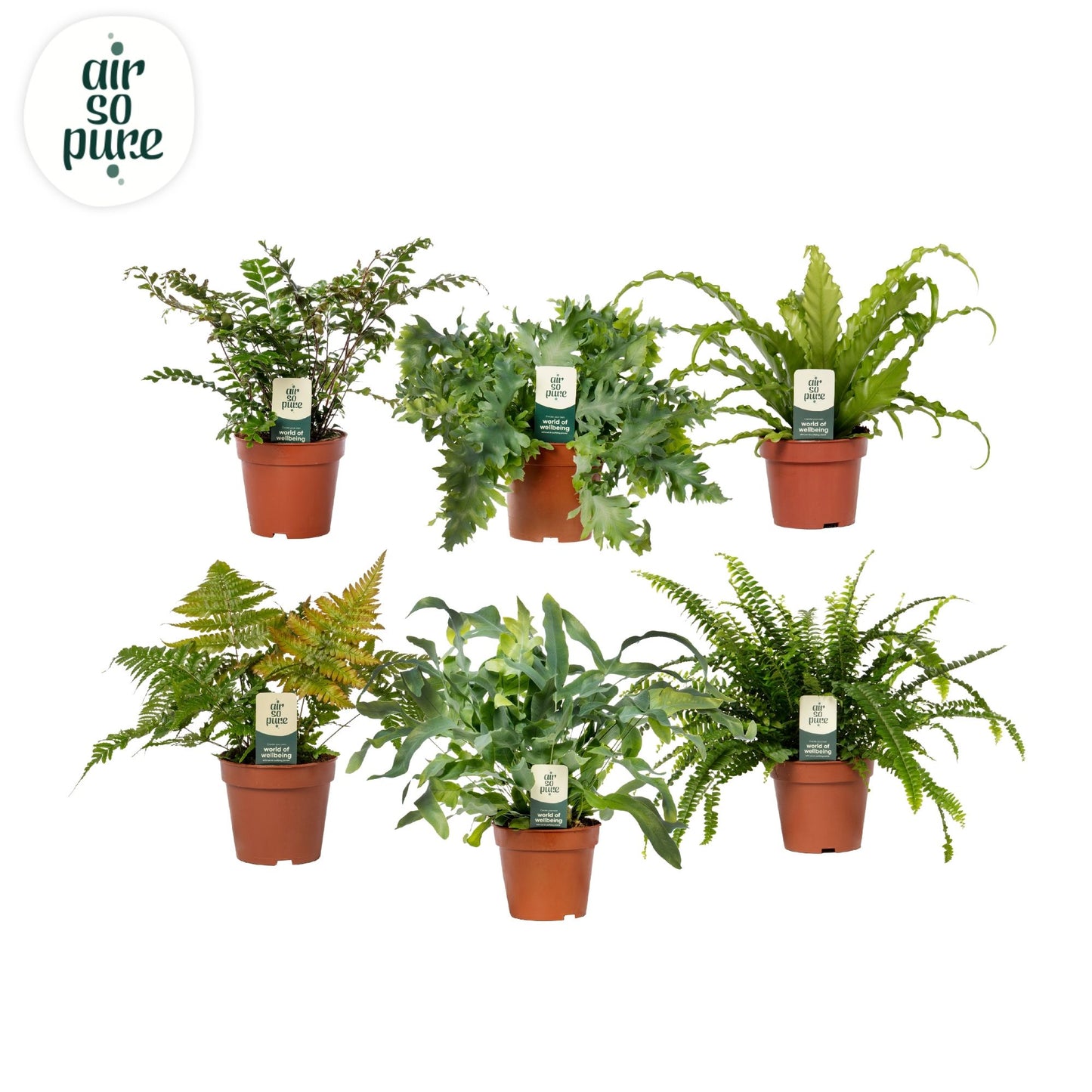Ferns mix 35cm 12cm Pot