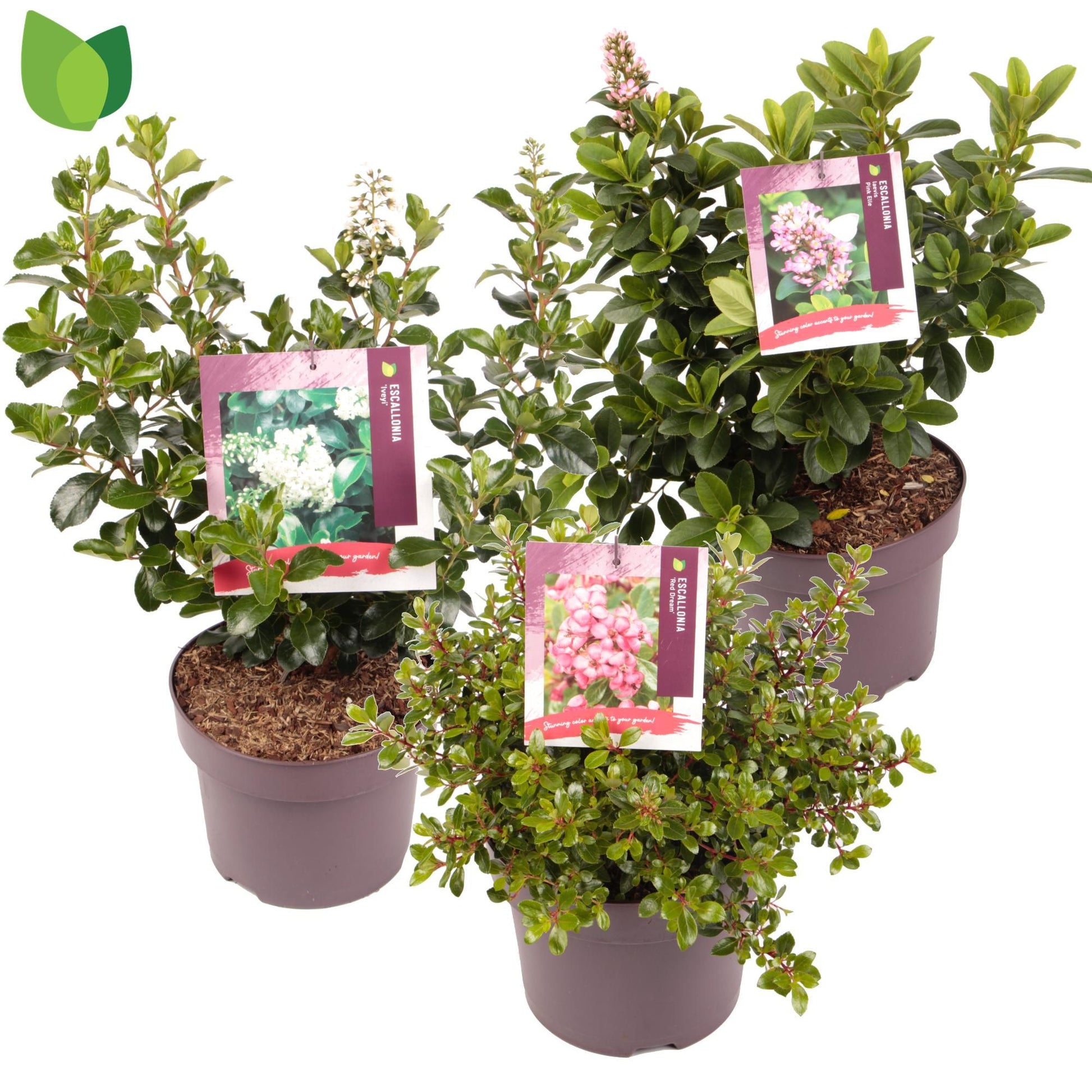 Escallonia Pink Elle 25cm 23cm Pot
