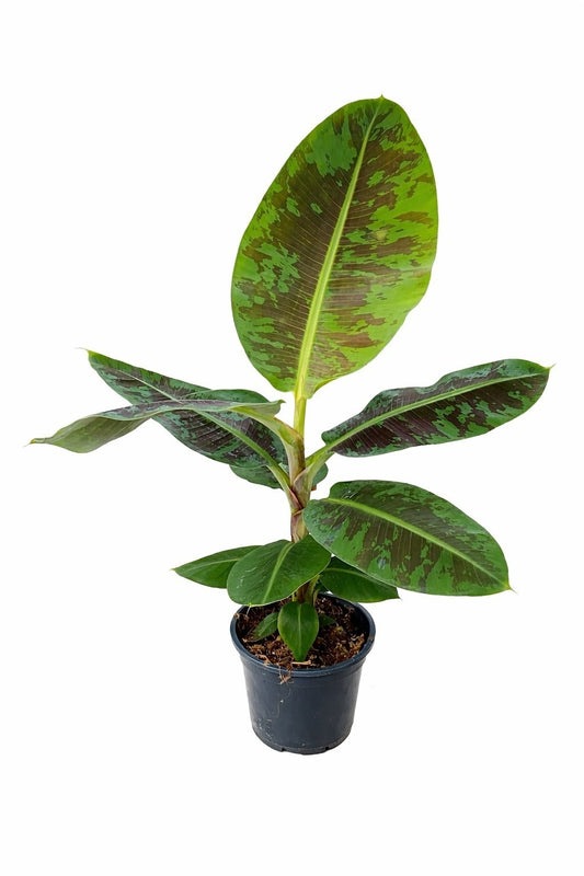Musa Dwarf Cavendish 100cm 21cm Pot